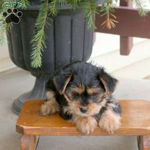 Lila, Yorkie Puppy