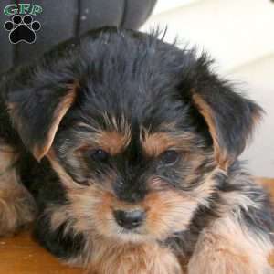 Lila, Yorkie Puppy