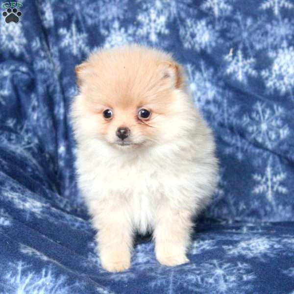 Lilac, Pomeranian Puppy