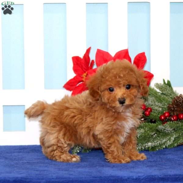 Lilac, Toy Poodle Puppy