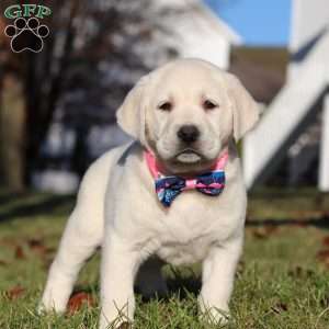 Lilly, Yellow Labrador Retriever Puppy