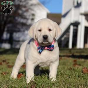 Lilly, Yellow Labrador Retriever Puppy