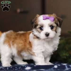 Lilly, Havanese Puppy