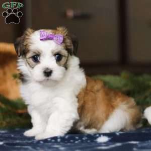 Lilly, Havanese Puppy