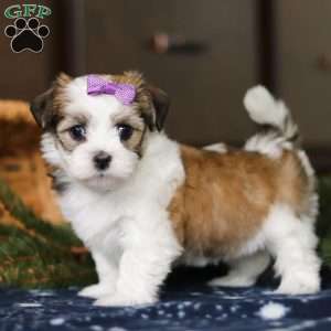 Lilly, Havanese Puppy