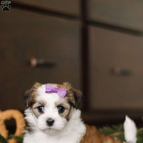 Lilly, Havanese Puppy