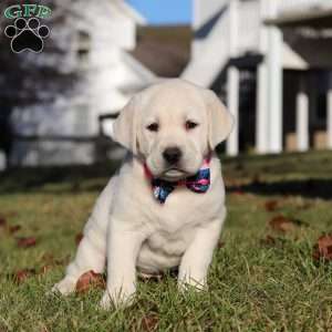 Lilly, Yellow Labrador Retriever Puppy