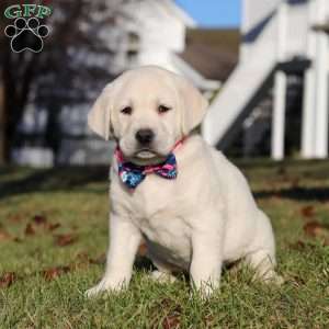 Lilly, Yellow Labrador Retriever Puppy