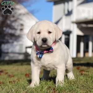 Lilly, Yellow Labrador Retriever Puppy