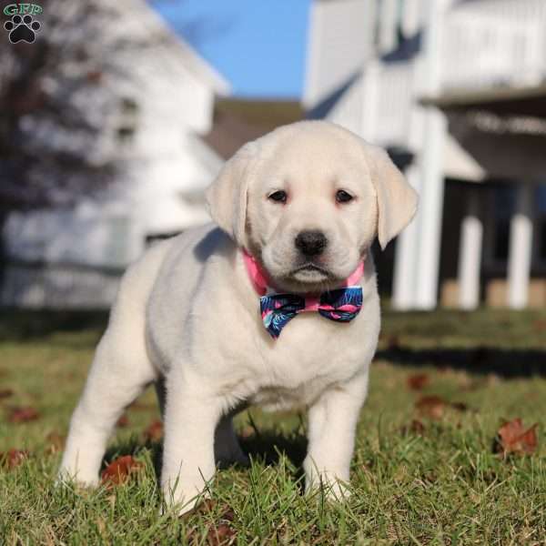 Lilly, Yellow Labrador Retriever Puppy