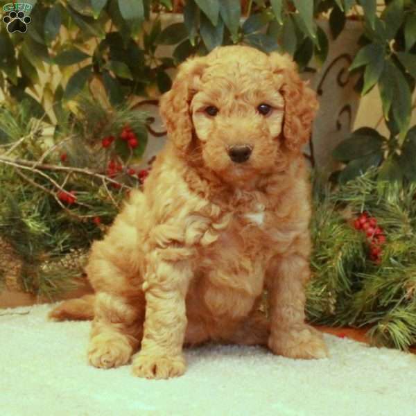 Lilly, Mini Goldendoodle Puppy