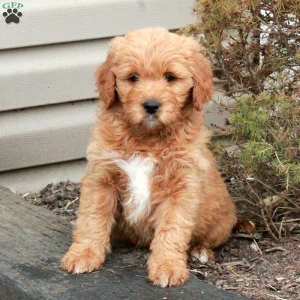 Lilly, Mini Goldendoodle Puppy