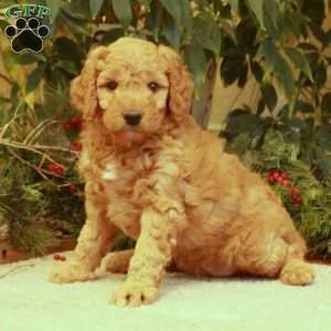 Lilly, Mini Goldendoodle Puppy