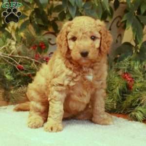 Lilly, Mini Goldendoodle Puppy