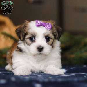 Lilly, Havanese Puppy