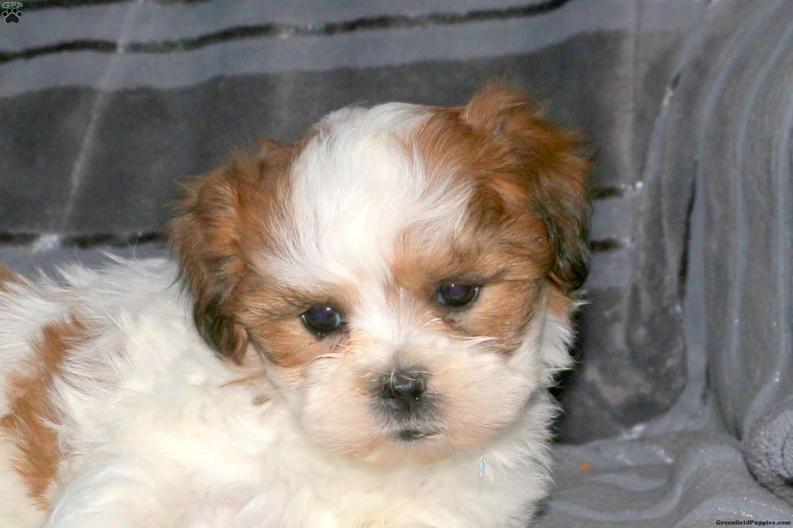 Lilo - Teddy Bear Puppy For Sale in Pennsylvania