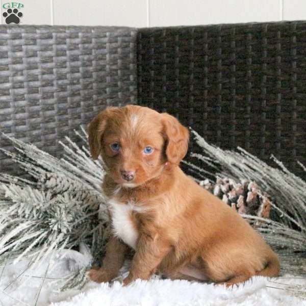 Lily, Cavapoo Puppy