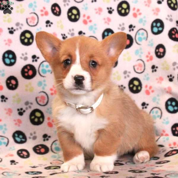 Lily, Pembroke Welsh Corgi Puppy