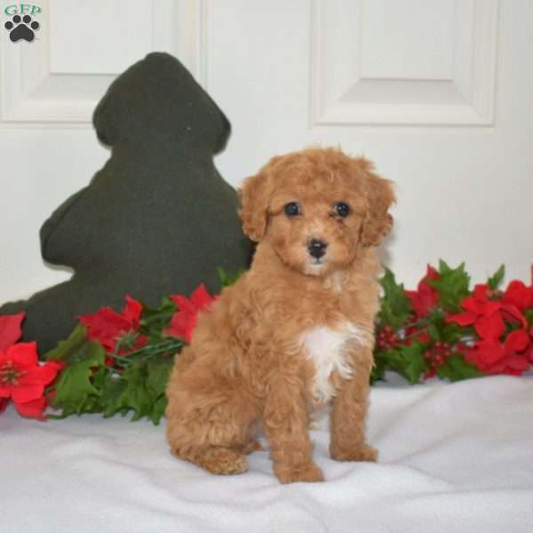 Lily, Miniature Poodle Puppy