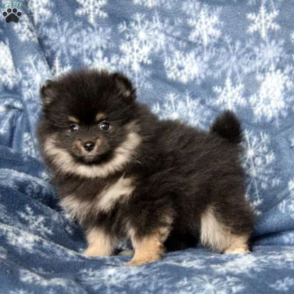 Lily, Pomeranian Puppy