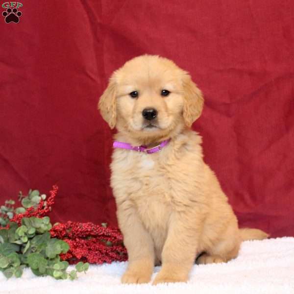 Lily, Golden Retriever Puppy