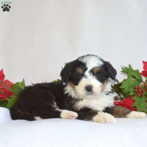 Lily, Mini Bernedoodle Puppy