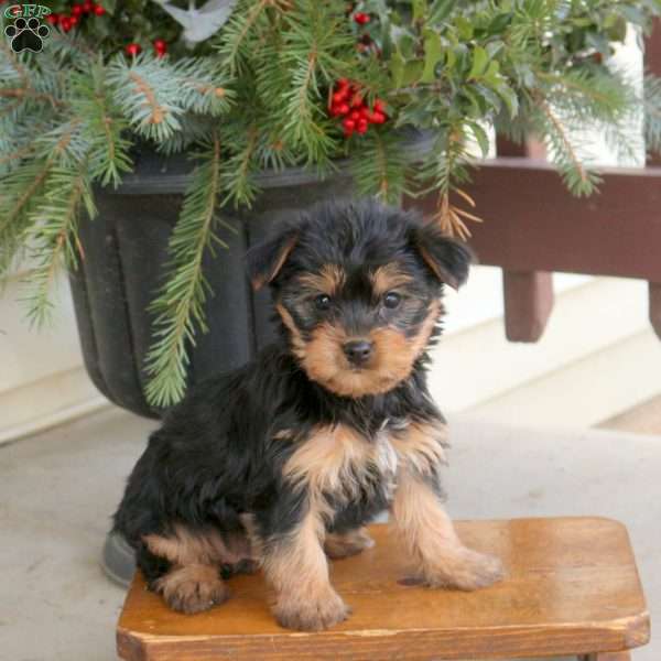 Lily, Yorkie Puppy