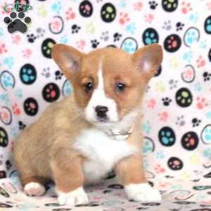 Lily, Pembroke Welsh Corgi Puppy