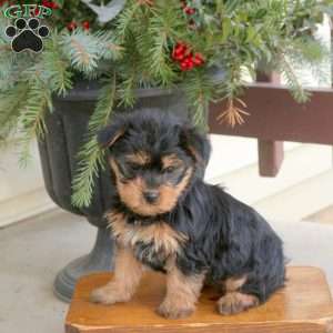 Lily, Yorkie Puppy