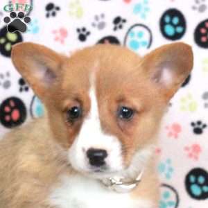 Lily, Pembroke Welsh Corgi Puppy