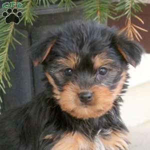 Lily, Yorkie Puppy