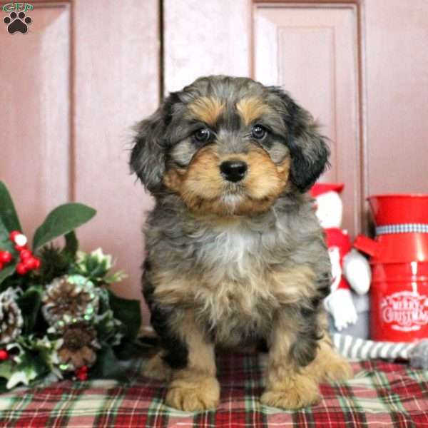 Lily, Mini Bernedoodle Puppy