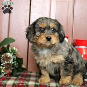 Lily, Mini Bernedoodle Puppy