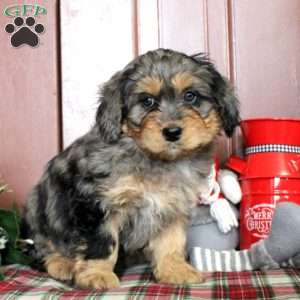 Lily, Mini Bernedoodle Puppy