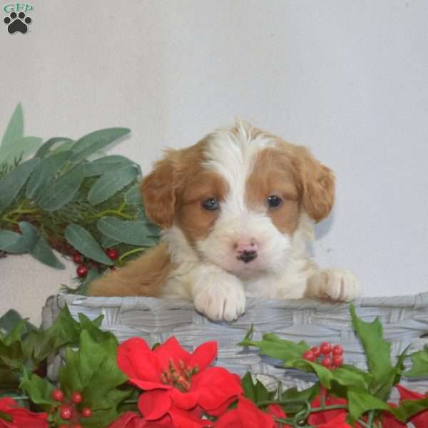 Lincoln, Mini Bernedoodle Puppy