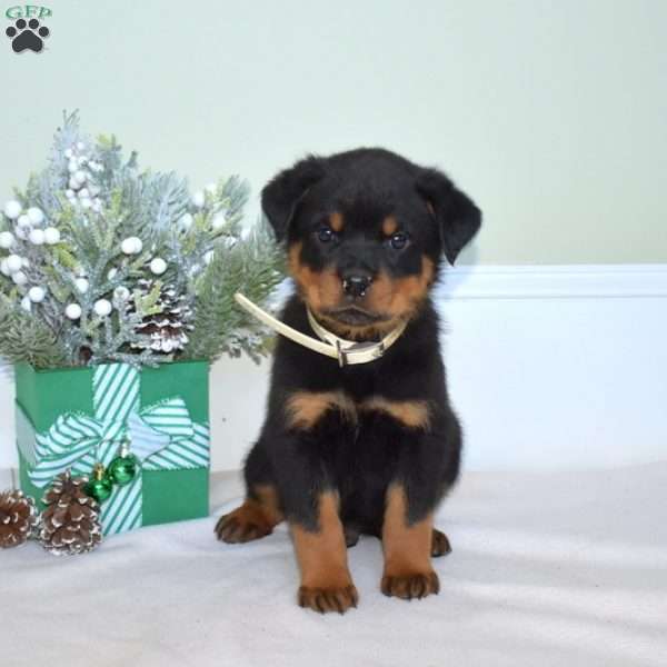 Lincoln, Rottweiler Puppy