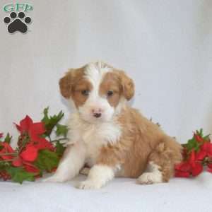 Lincoln, Mini Bernedoodle Puppy