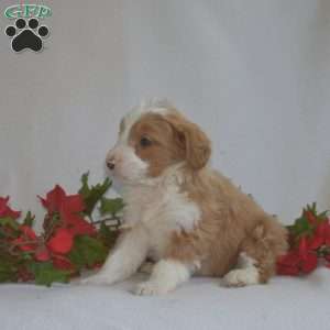 Lincoln, Mini Bernedoodle Puppy