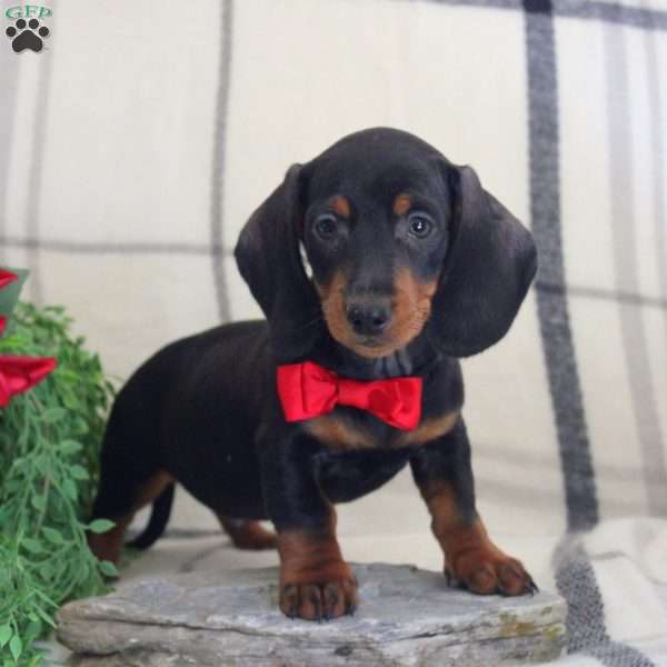 Linden, Dachshund Puppy