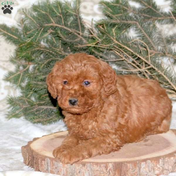 Linford, Mini Goldendoodle Puppy