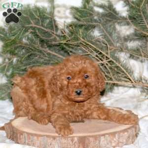 Linford, Mini Goldendoodle Puppy