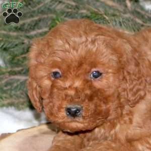 Linford, Mini Goldendoodle Puppy