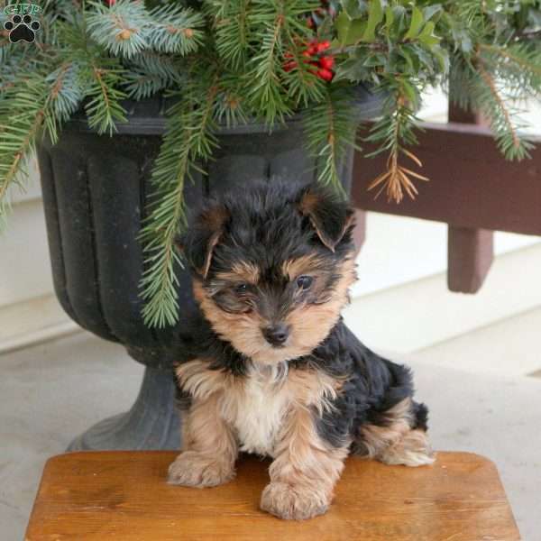 Link, Yorkie Puppy