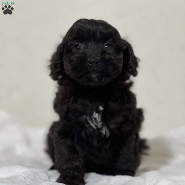 Linus, Shih-Poo Puppy