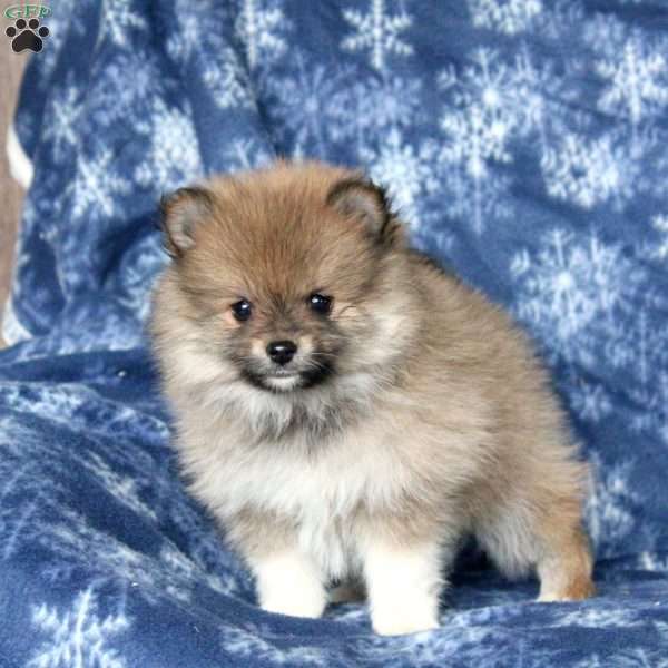 Lisa, Pomeranian Puppy