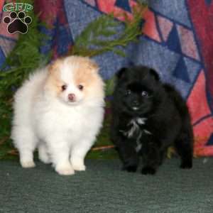 Fuzzy, Pomeranian Puppy