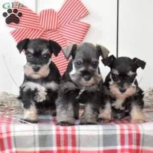 Holly, Miniature Schnauzer Puppy