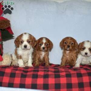 Polar, Cavalier King Charles Spaniel Puppy