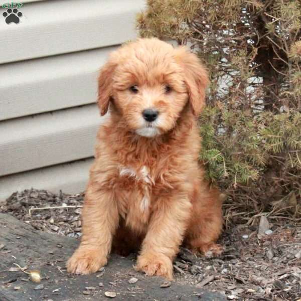 Lizzie, Mini Goldendoodle Puppy