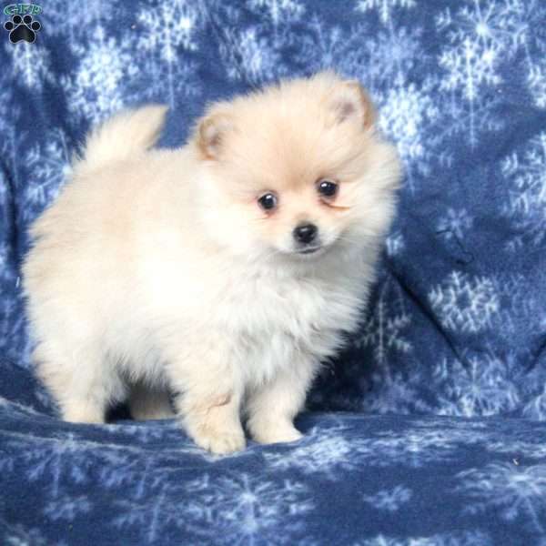 Lloyd, Pomeranian Puppy